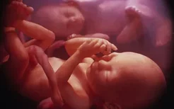 胎儿发育：不同时期胎儿的胎动